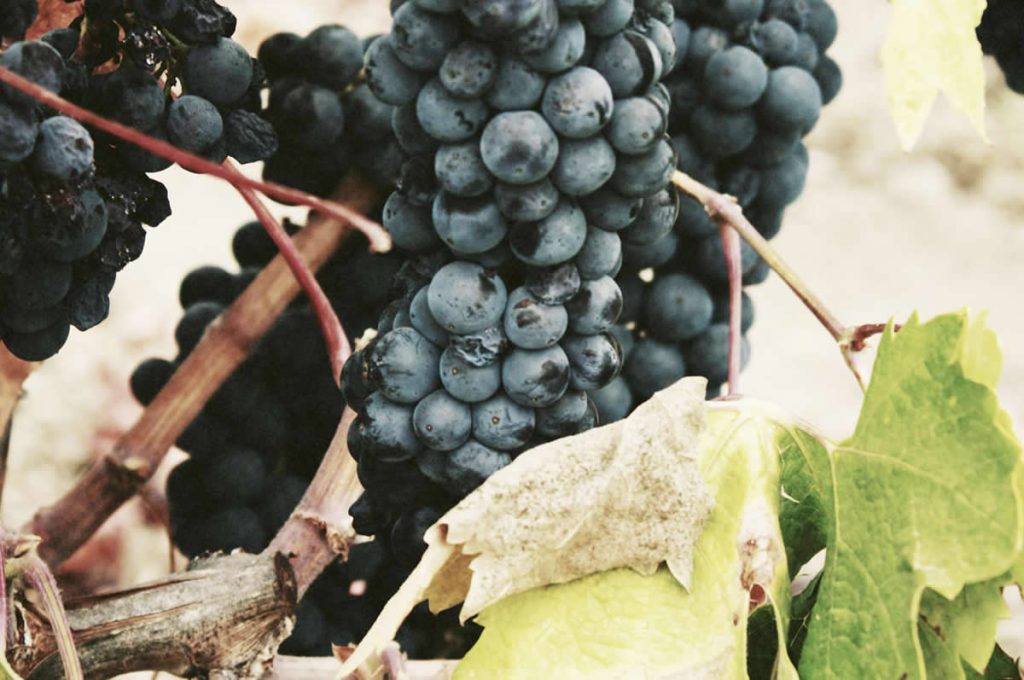 Why You Should Eat 47 Red Grapes Every Day